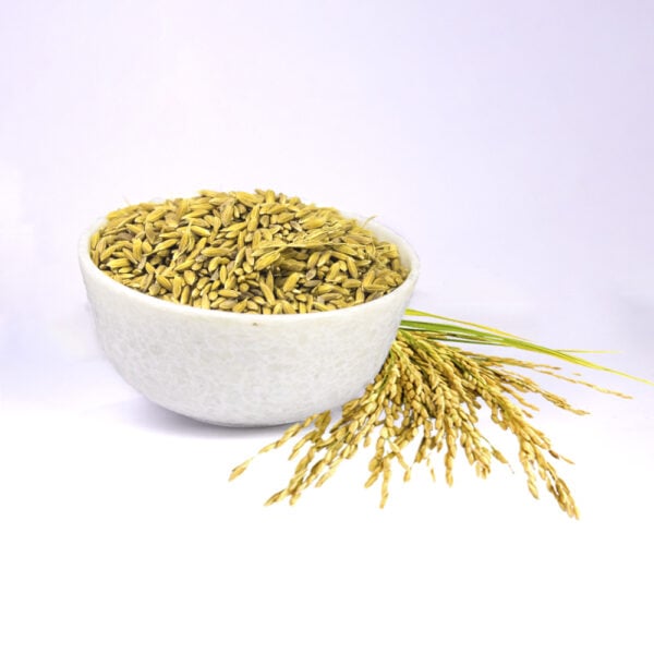 paddy - ধান - dhan- fresh selected paddy seeds for puja