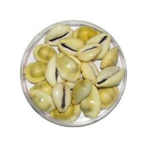 Poojn Natural Yellow Cowrie / Laxmi Koudi Shells (Big)/ Chozi -Pure Pili Cowrie shell- (1,11,51,108 pieces) - Image 3