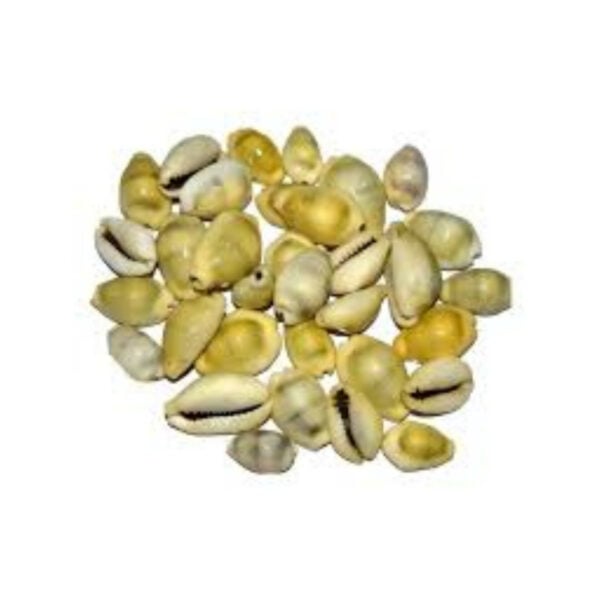 Poojn Natural Yellow Cowrie / Laxmi Koudi Shells (Big)/ Chozi -Pure Pili Cowrie shell- (1,11,51,108 pieces) - Image 2