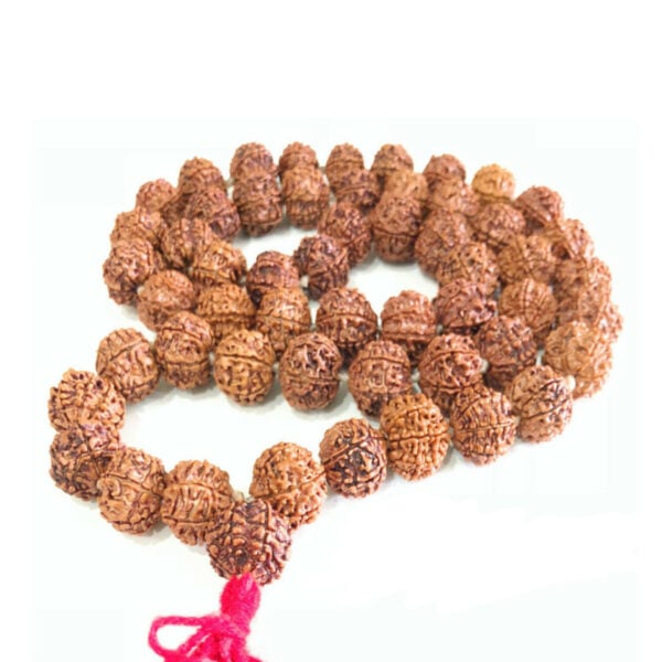 100% Pure Five Mukhi Rudraksh Mala - 15 mm - 54 Beads - 17" Long (Length) Chain/Mala