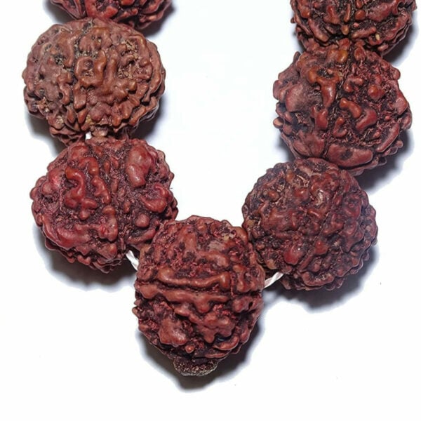 100 % Original Five Mukhi Rudraksh Mala - 14 mm -  108 + 1 Beads - 26" Long (Length) Chain/Mala - Image 2