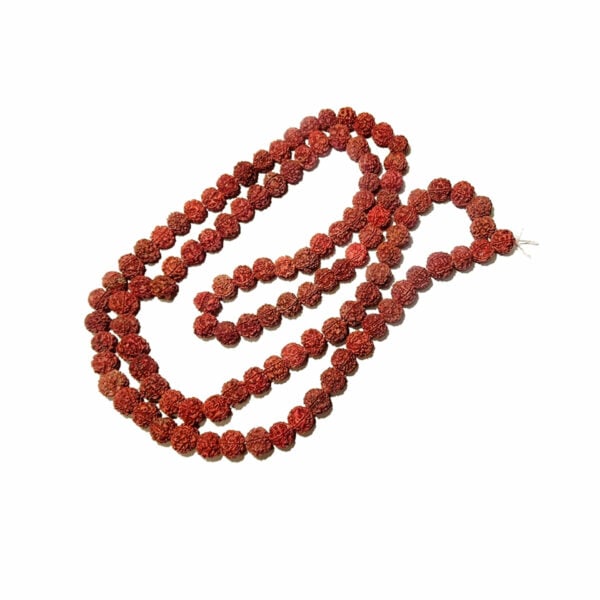 100 % Original Five Mukhi Rudraksh Mala - 14 mm -  108 + 1 Beads - 26" Long (Length) Chain/Mala