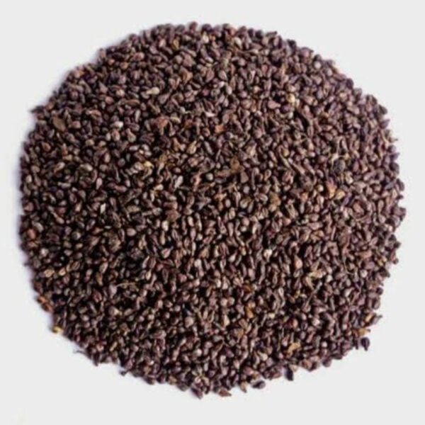 Talmakhana Seeds - Taal Makhana Beej - Kokilaksha Beej - Asteracantha Longifolia - Image 3